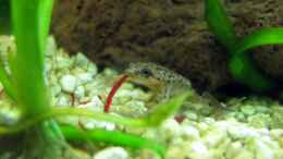 aquarium-von-stefan-peter-becken-22278_Frosch verschlingt Müla