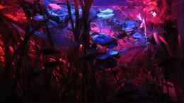 aquarium-von-stefan-peter-becken-22278_Der Mond ist aufgegangen