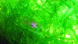 aquarium-von-stefan-peter-becken-22278_Frosch liebt das Javamoos