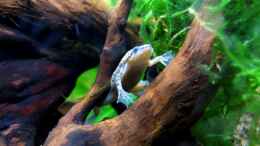 aquarium-von-stefan-peter-becken-22278_Frosch erkundet die neue Moorkienwurzel