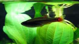aquarium-von-stefan-peter-becken-22278_Kardinalfisch
