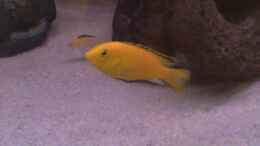 aquarium-von-antonio-di-simone-becken-22286_Yellow
