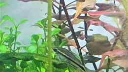 aquarium-von-piet-becken-22307_Zwergpanzerwels, Corydoras pygmaeus