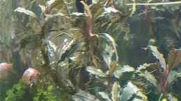 aquarium-von-piet-becken-22307_Bucephalandra