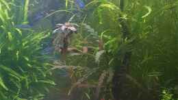 Aquarium einrichten mit Rote Hexenwelse, im HintergrundSchachbrett-Zwergpanzerwels,