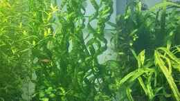 aquarium-von-piet-becken-22307_Korkenzieher Schwertpflanze/Echinodorus vesuvius