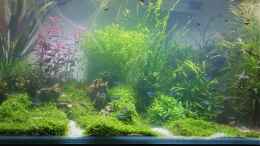 aquarium-von-piet-becken-22307_Rechts unten Zwergpanzerwels, Corydoras pygmaeus