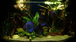 aquarium-von-marco-mysouthamericancornertank_Frontansicht 17.12.12