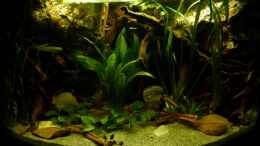 aquarium-von-marco-mysouthamericancornertank_Gesamtansicht 10.12.12
