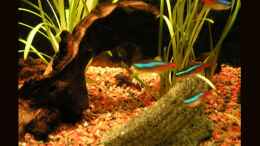 aquarium-von-manuela-vogt-becken-2233_die schöne Bogenwurzel
