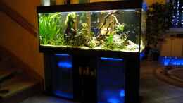 Aquarium einrichten mit Gesamtbild mit LED Beleuchtung