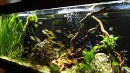 Aquarium einrichten mit Orinoco Neon World