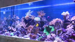 aquarium-von-manfred-janssen-becken-22344_Meerwasser