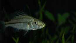 aquarium-von-calimero-mein-raeuberbecken_Dimidiochromis strigatus