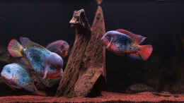 aquarium-von-panaque67-becken-22354_Amerika-Aquarium 960 Liter