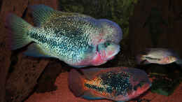 aquarium-von-panaque67-becken-22354_Vieja Synspila Paar