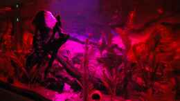 aquarium-von-marciii1985-zur-feuchten-flosse_sonnenuntergang mit mondphase