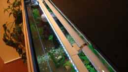 aquarium-von-marciii1985-zur-feuchten-flosse_Befestigung der LED-Beleuchtung an den vorhandenen T8 - Röh
