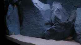 aquarium-von-oliver-h--malawi-becken-325l_Labidochromis caeruleus - Jungfische