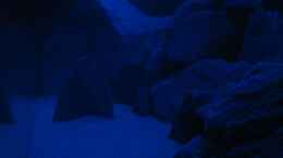 aquarium-von-oliver-h--malawi-becken-325l_Seitenansicht im Mondlicht