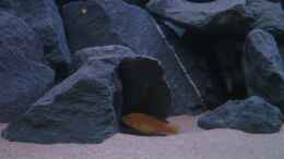 aquarium-von-oliver-h--malawi-becken-325l_Labidochromis caeruleus - Jungfisch