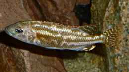 Aquarium einrichten mit Nimbochromis fuscotaeniatus
