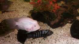 Aquarium einrichten mit Grünflossenbuntbarsch albino Willi