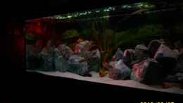 aquarium-von-47-malawi-malawie-rocks_Sonne die 2.