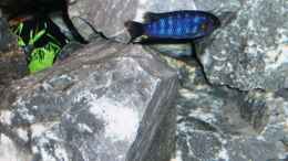 aquarium-von-47-malawi-malawie-rocks_Pseudotropheus sp chilumba  der Kleine