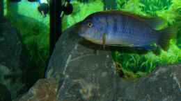 aquarium-von-47-malawi-malawie-rocks_Labidochromis Hongi Red Top Der Grosse