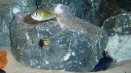 aquarium-von-47-malawi-malawie-rocks_Ch 44 Weibchen