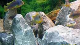 Foto mit Labidochromis Hongi Red Top 3 zusammen 
