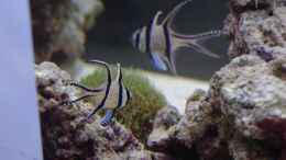 aquarium-von-dominik-n--becken-22455_Pterapogon kauderni