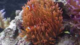 aquarium-von-dominik-n--becken-22455_Entacmaea quadricolor