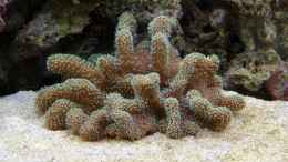 aquarium-von-dominik-n--becken-22455_Lobophytum