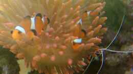 Aquarium einrichten mit Amphiprion ocellaris in ihrer Entacmaea quadricolor