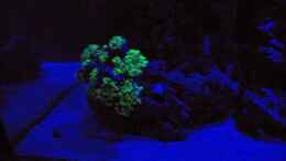 aquarium-von-dominik-n--becken-22455_Euphyllia im Mondlicht
