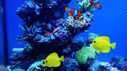 aquarium-von-schwing-schwings-reef_