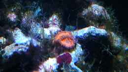 aquarium-von-dirk-schaefer-becken-22508_Zoanthus sp. 34 - rote Mini Krustenanemonen 6.04.12