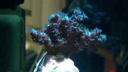 Aquarium einrichten mit Acropora plumosa - Kleinpolypige Steinkoralle 6.04.12