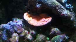 Aquarium einrichten mit Montipora foliosa - Kleinpolypige Steinkoralle