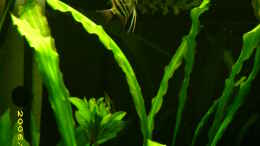 aquarium-von-florian-sauer-wehinger-becken-2251_Pterophyllum scalare