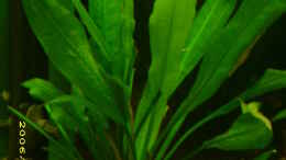 Foto mit Echinodorus Bleheri (Amazonas-Schwertpflanze)