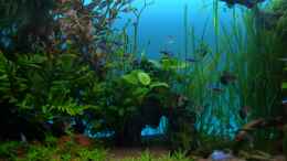 aquarium-von-guppy62-the-green-dream_Mit besserer Kamera 