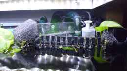 aquarium-von-guppy62-the-green-dream_Geteilter HMF mit Oberflächenabzug und Wasserstandsfühler