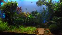 aquarium-von-guppy62-the-green-dream_Nach Gärtnern und neuer Hintergrundbeleuchtung 20.4.2012