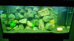 aquarium-von-philipp-spindler-malawi-330liter_Malawi 22.02.2012