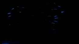 aquarium-von-ralf-otto-becken-2255_LED Mondlicht