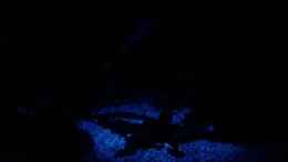 aquarium-von-ralf-otto-becken-2255_3 Led Mondlicht