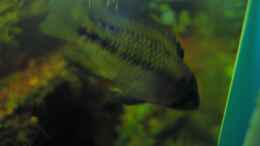 aquarium-von-suedamerikafreak-bk-en-el-camino-de-mato-grosso-a-rio-negro_Borelli-weibchen (03.09.2012)